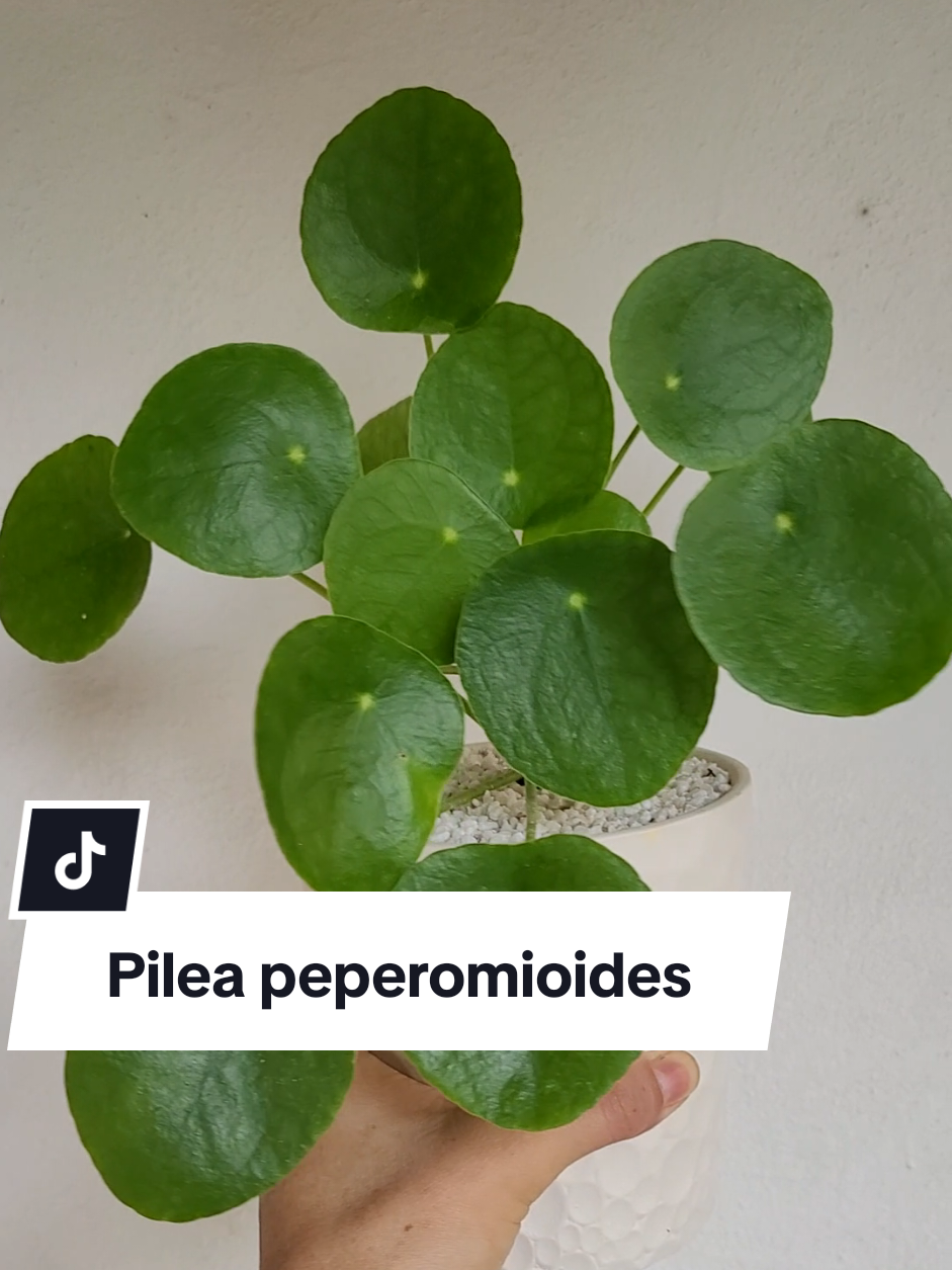 @Plantología🌿