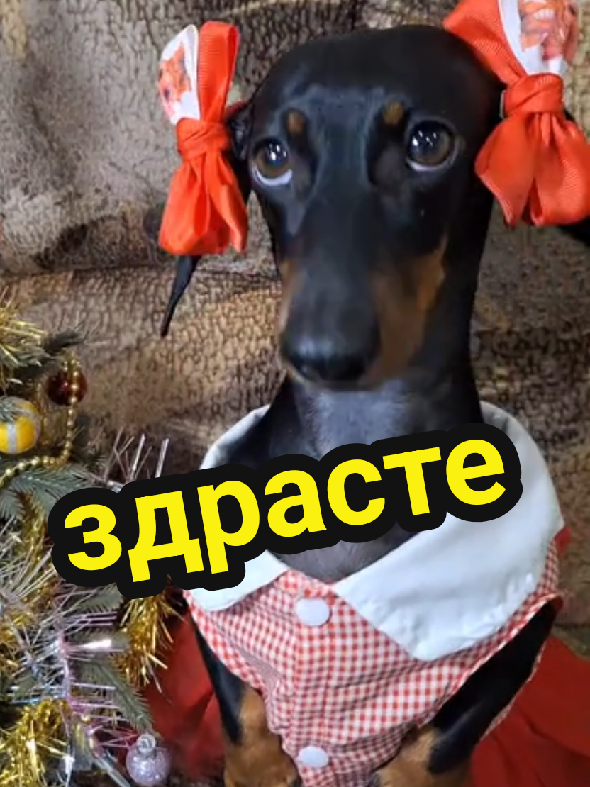 @ШПУЛЬКА. Весёлая такса!