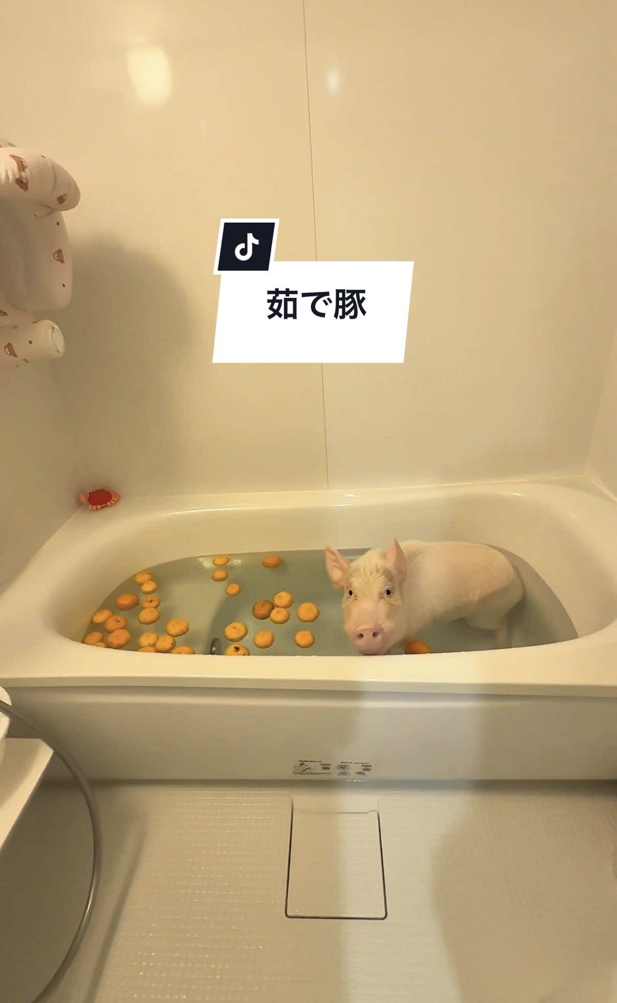 @めんべぇ家🐽💢