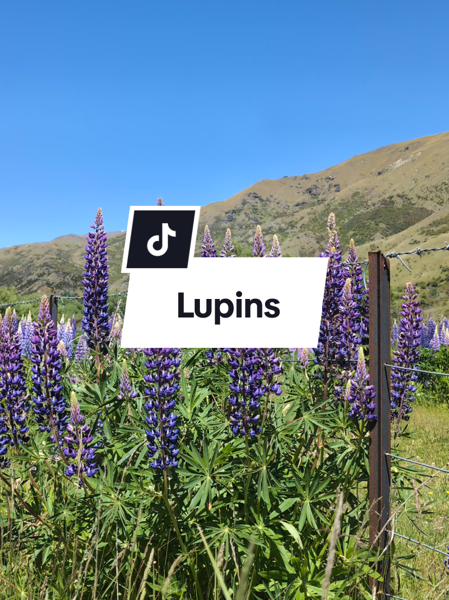 @sy