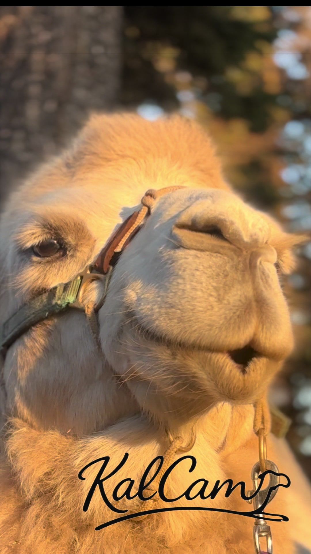 @MayhemTheCamel