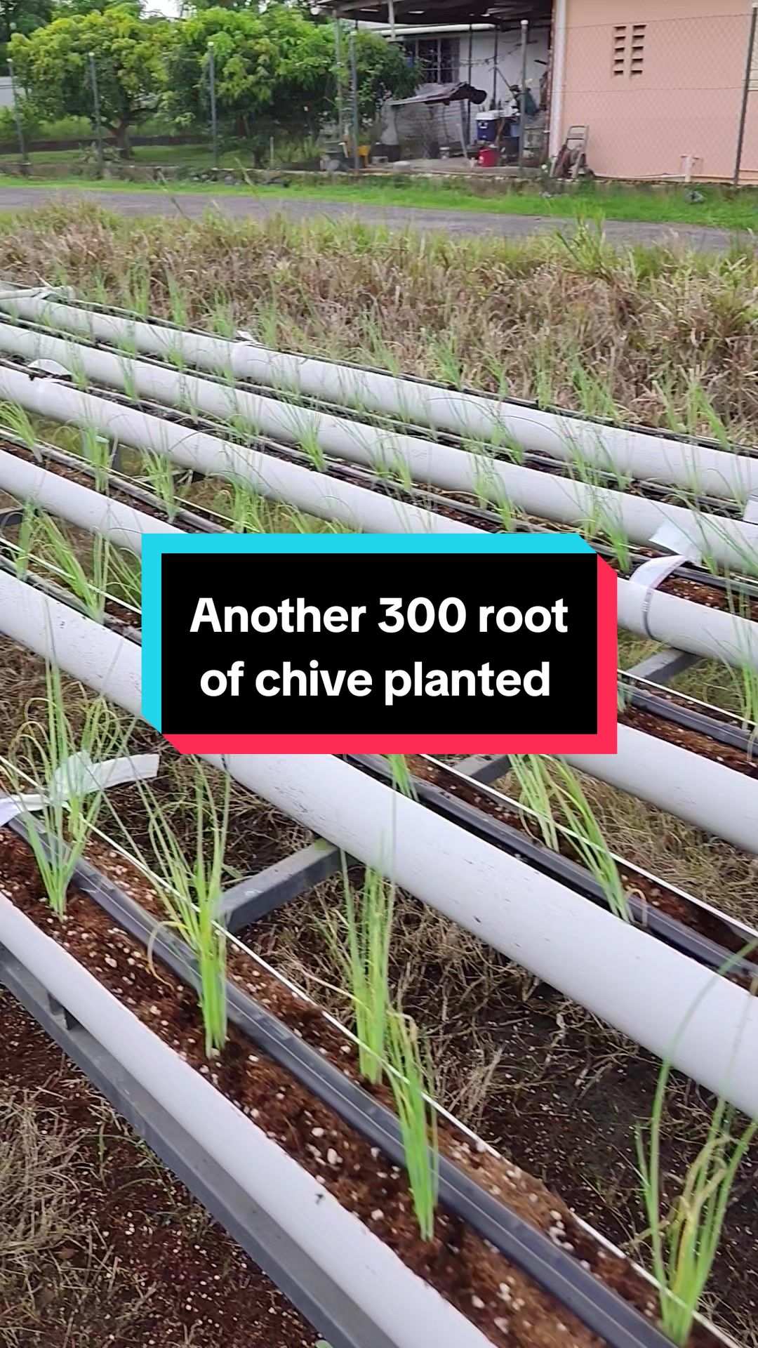 @Trini Farmer Chris 469 7467