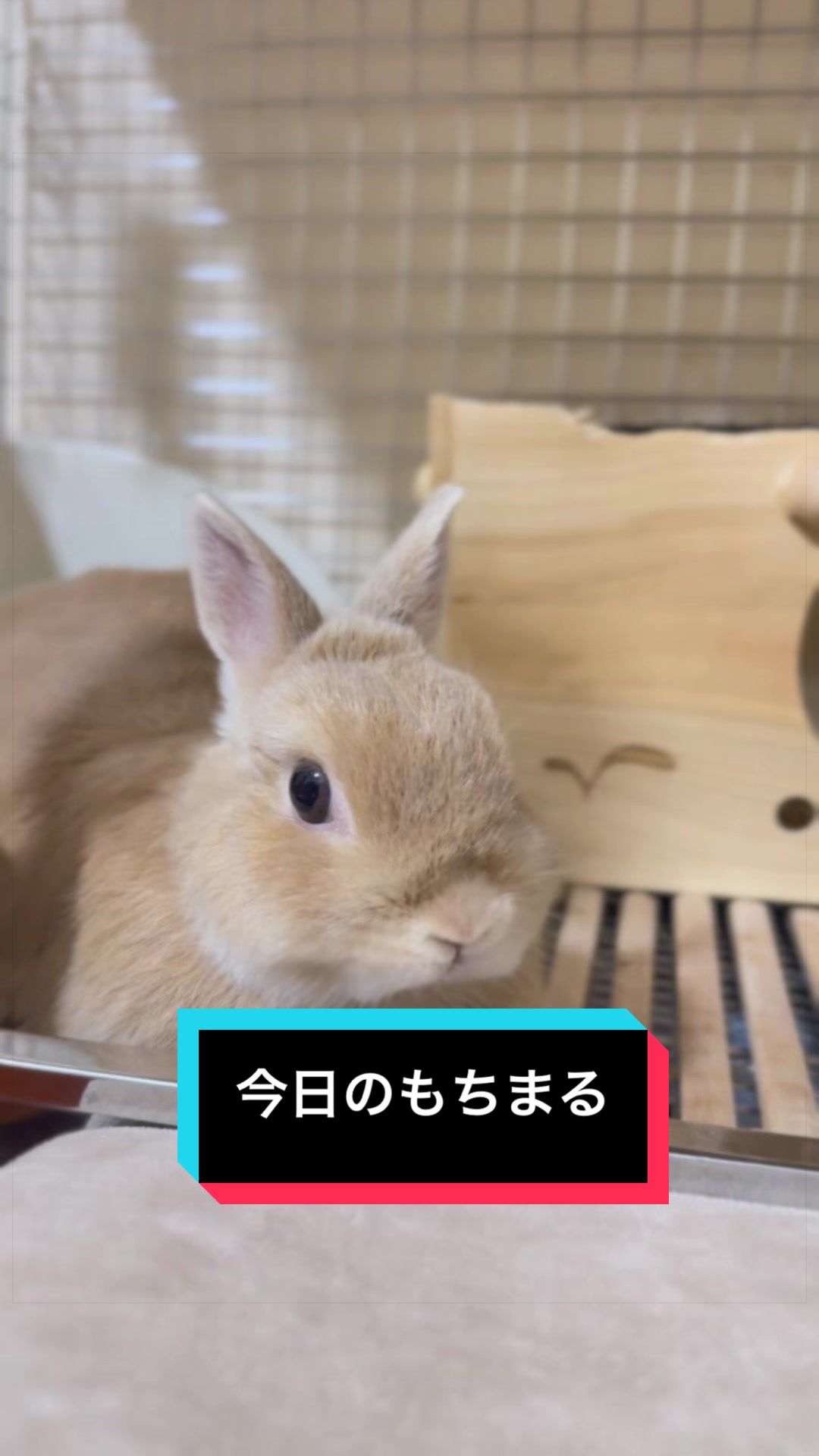 @うさぎのもちまる
