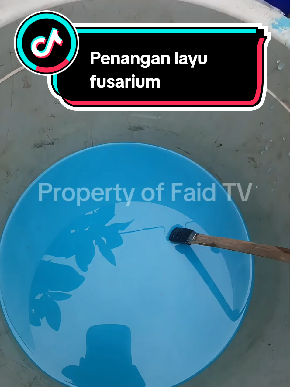 @Faid TV
