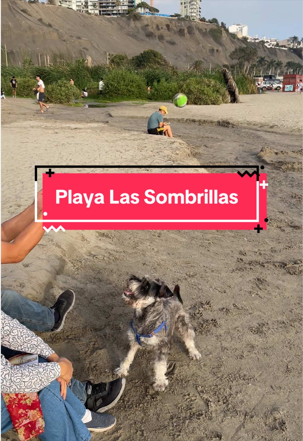 @lukah_schnauzer