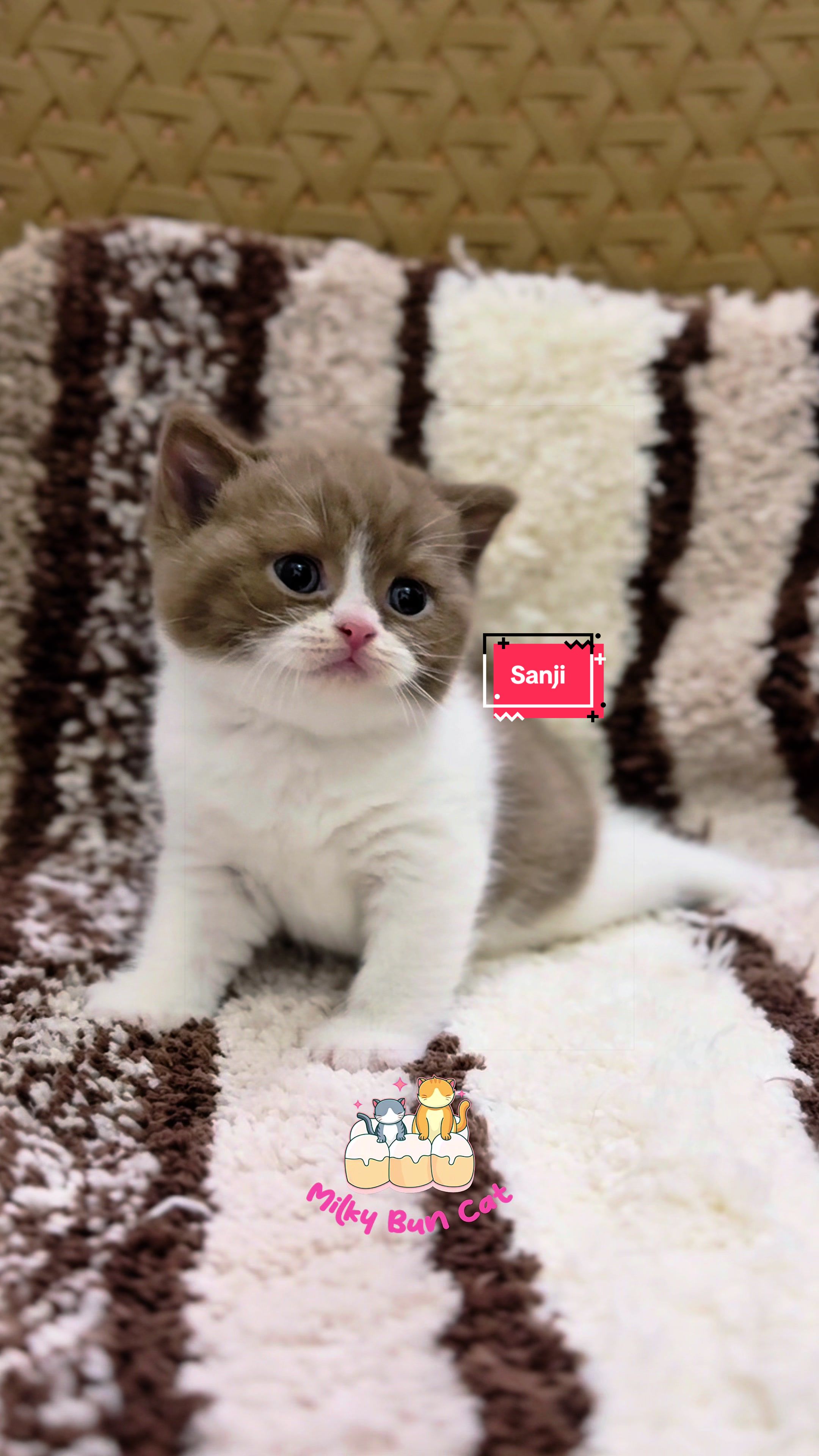 @milky bun cat
