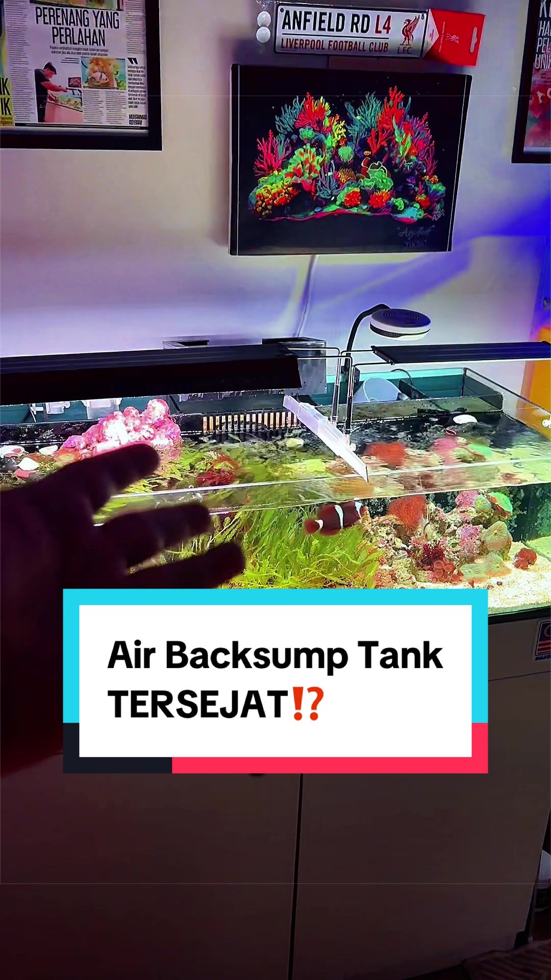 @AsyReef