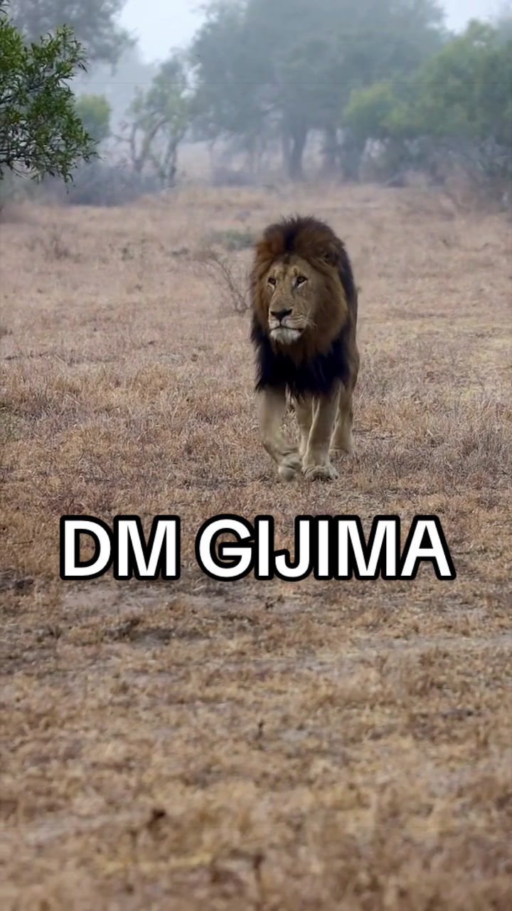 @Nai (aka Lion Expert)