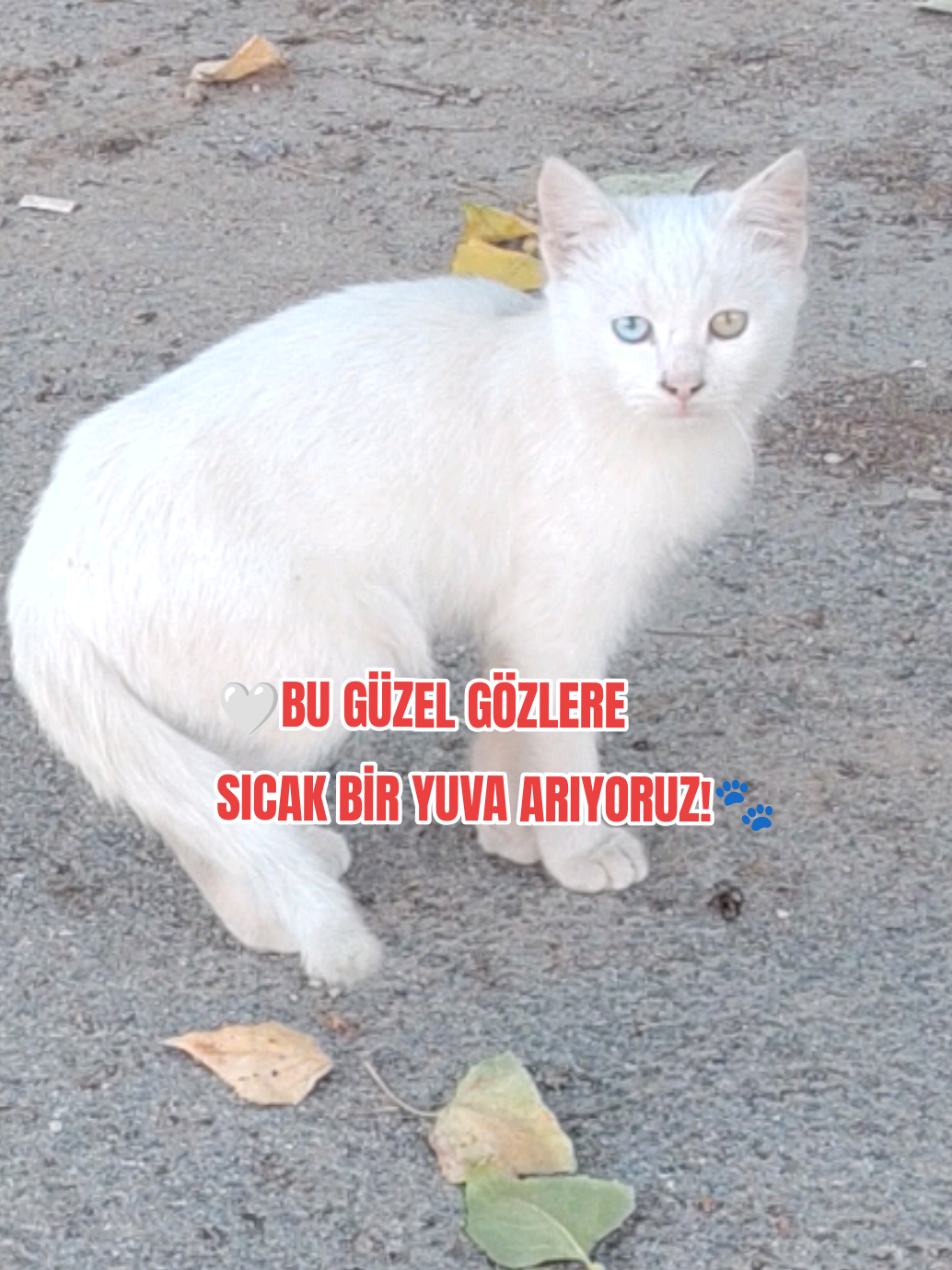 @Esma Er