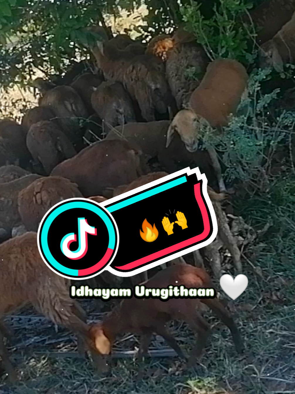 @Åkků_Çřůśh🌈🌴🇦🇺🌴