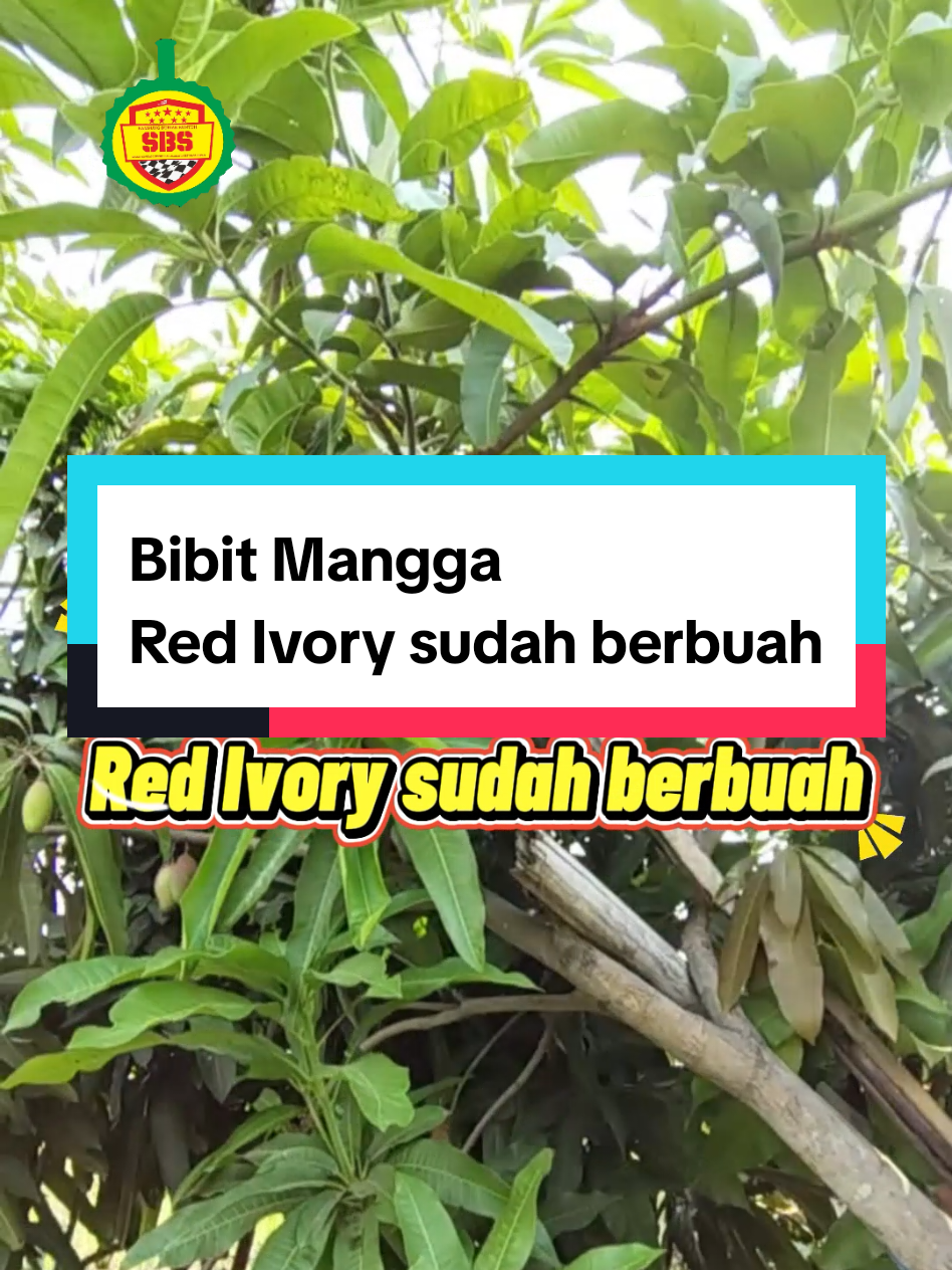 @Produksi Buah_SBS
