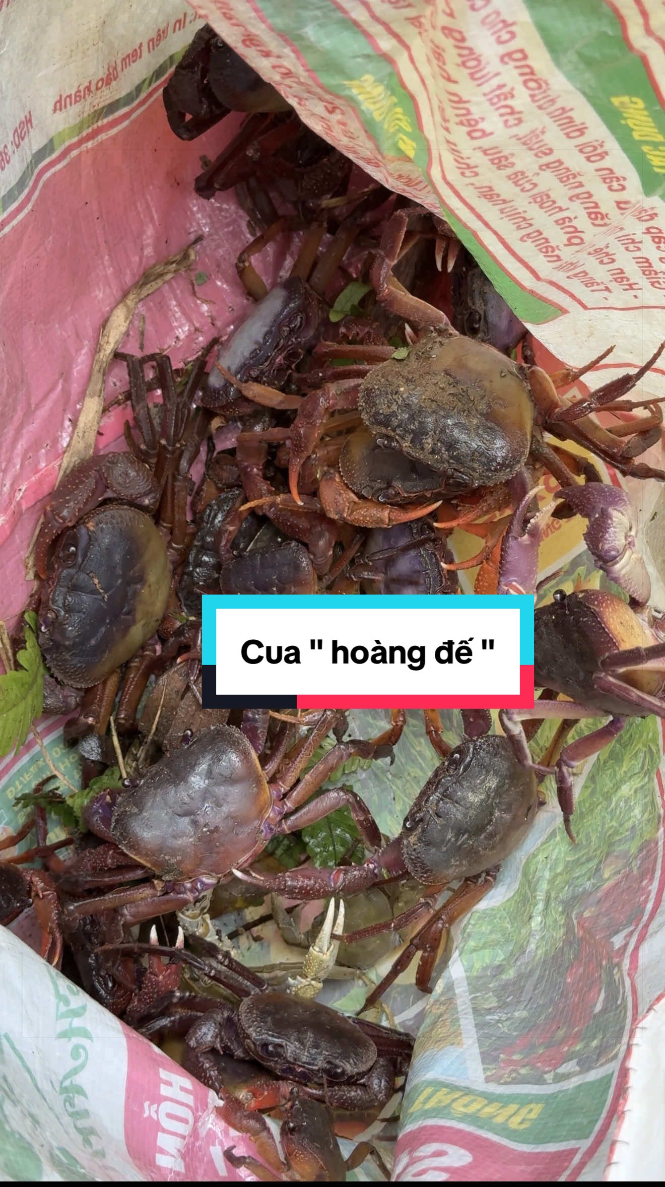 @Sức T&agrave;y