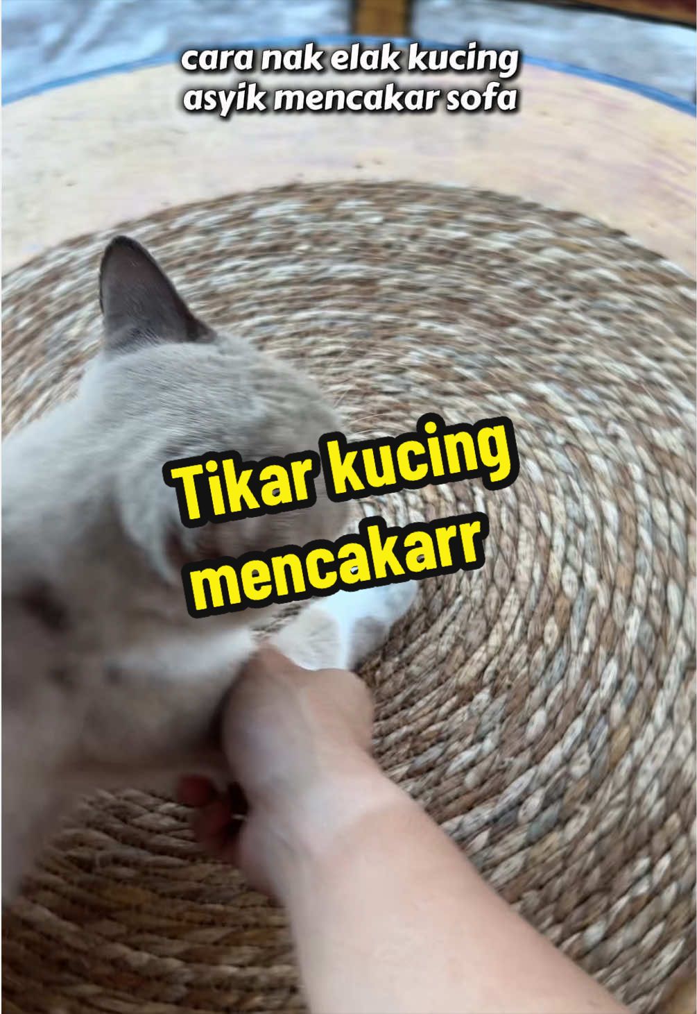 @rawr 🐯