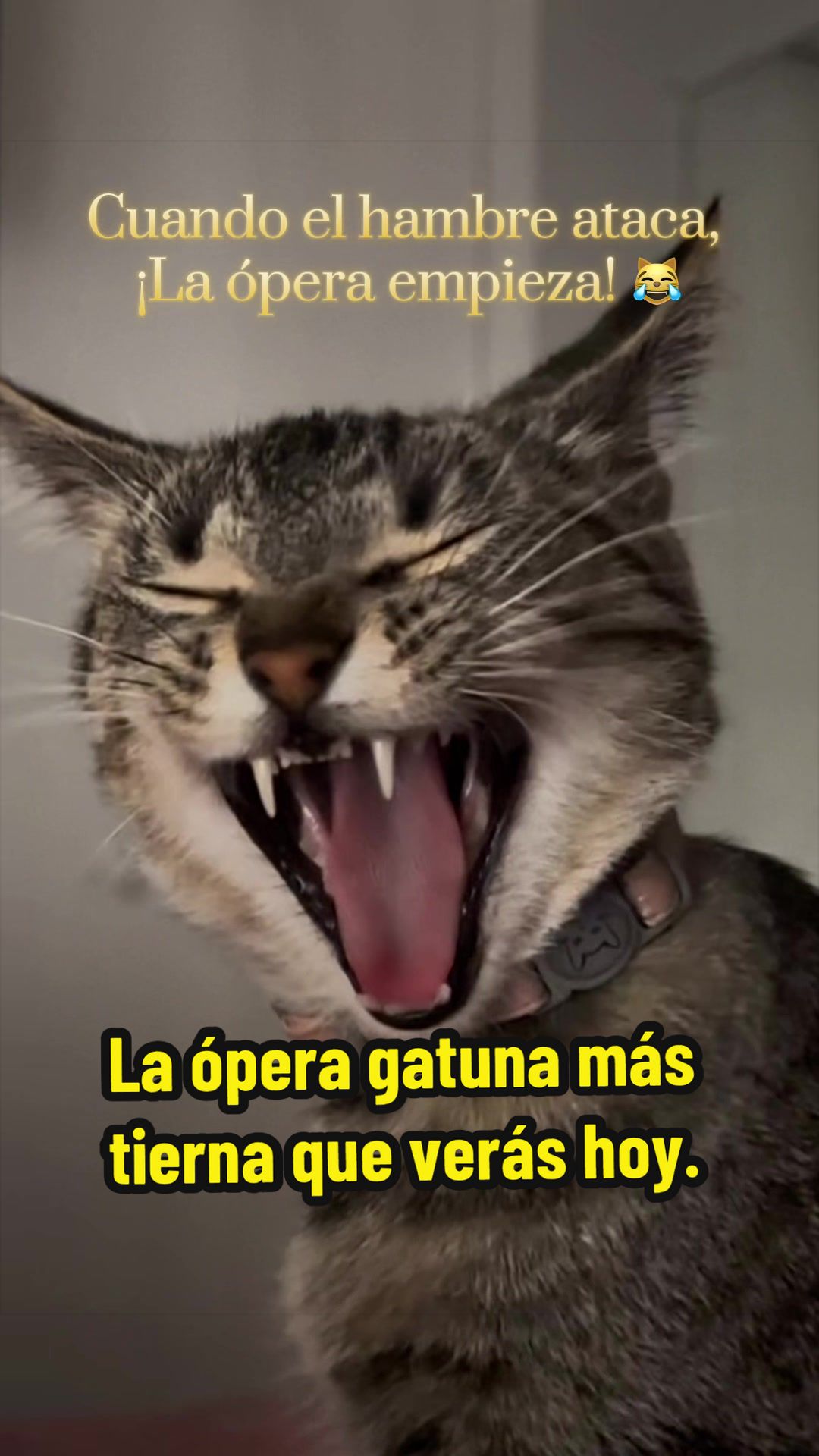 @Amalia S. Savignone