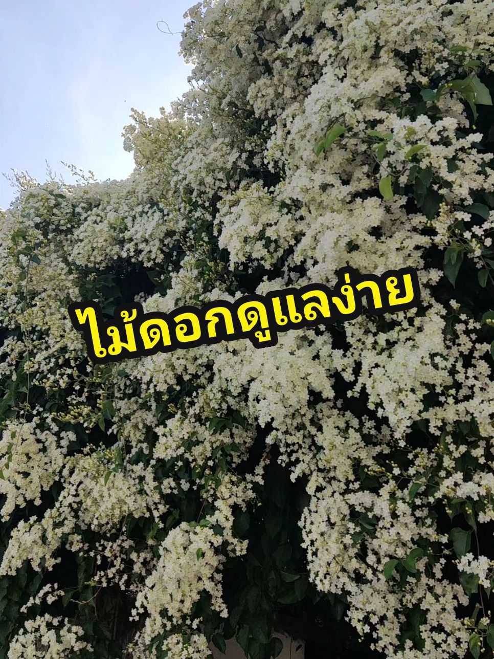@ใหม่ทาสแมว (ช่องหลัก)