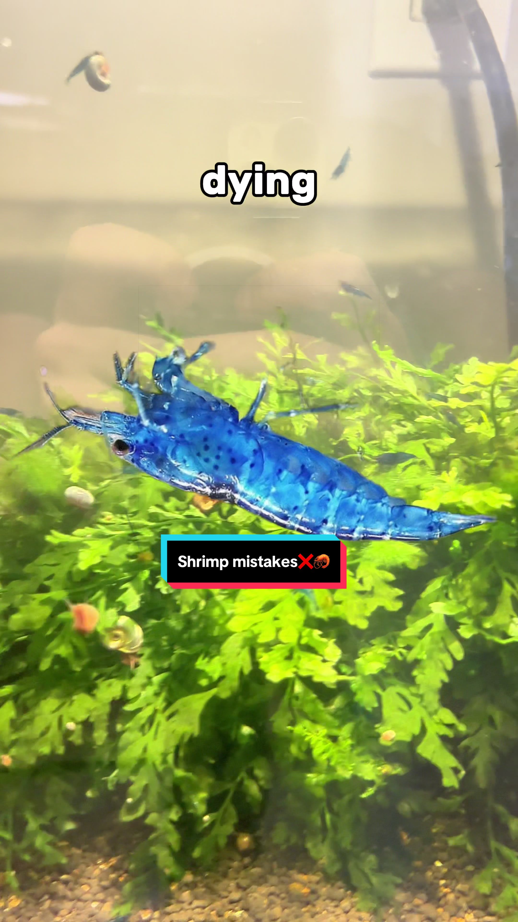 @ShrimplyTheBest