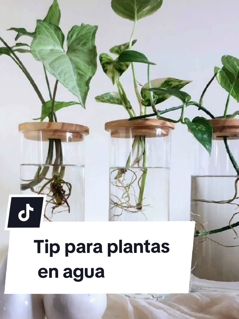 @Plantología🌿