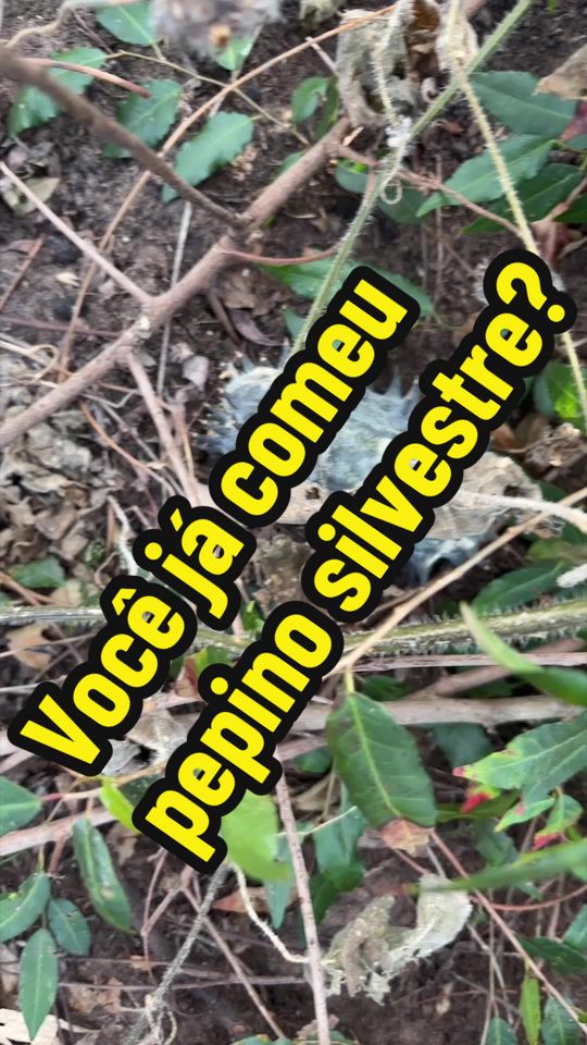@Felicidade Gotine Firmino
