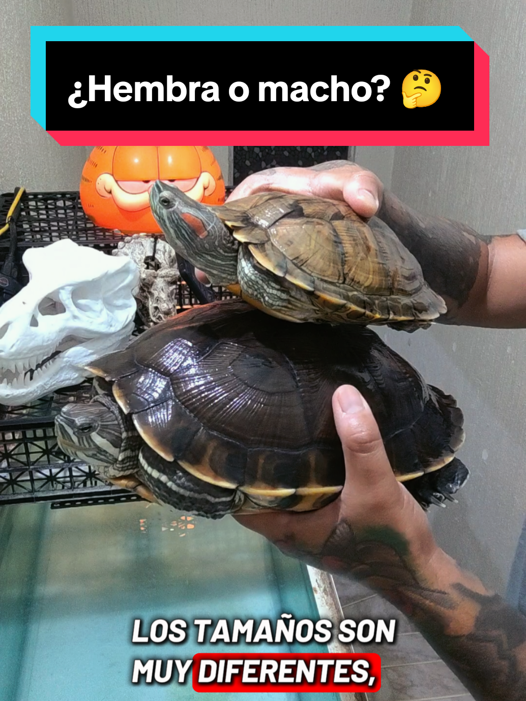 @Tortubalance