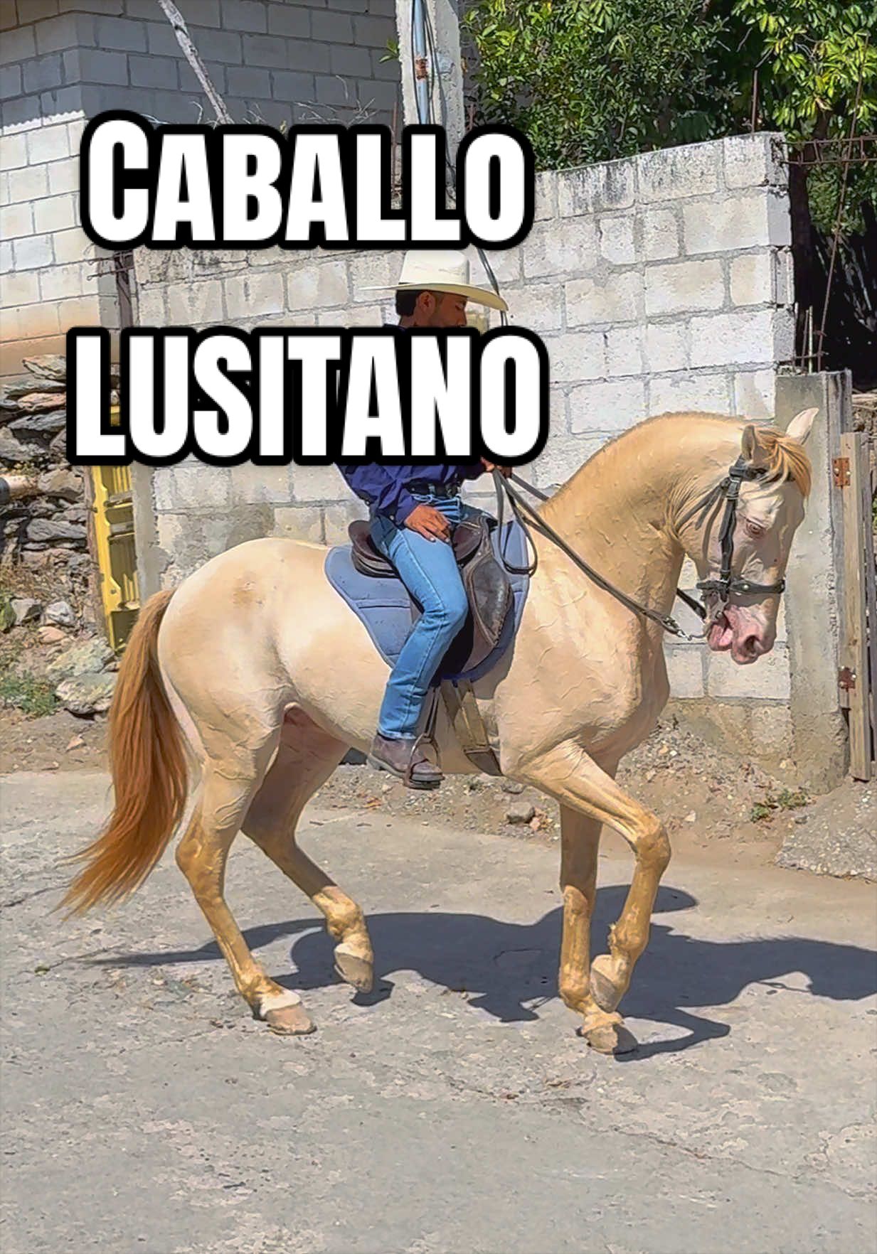 @reydelcaballo.gt