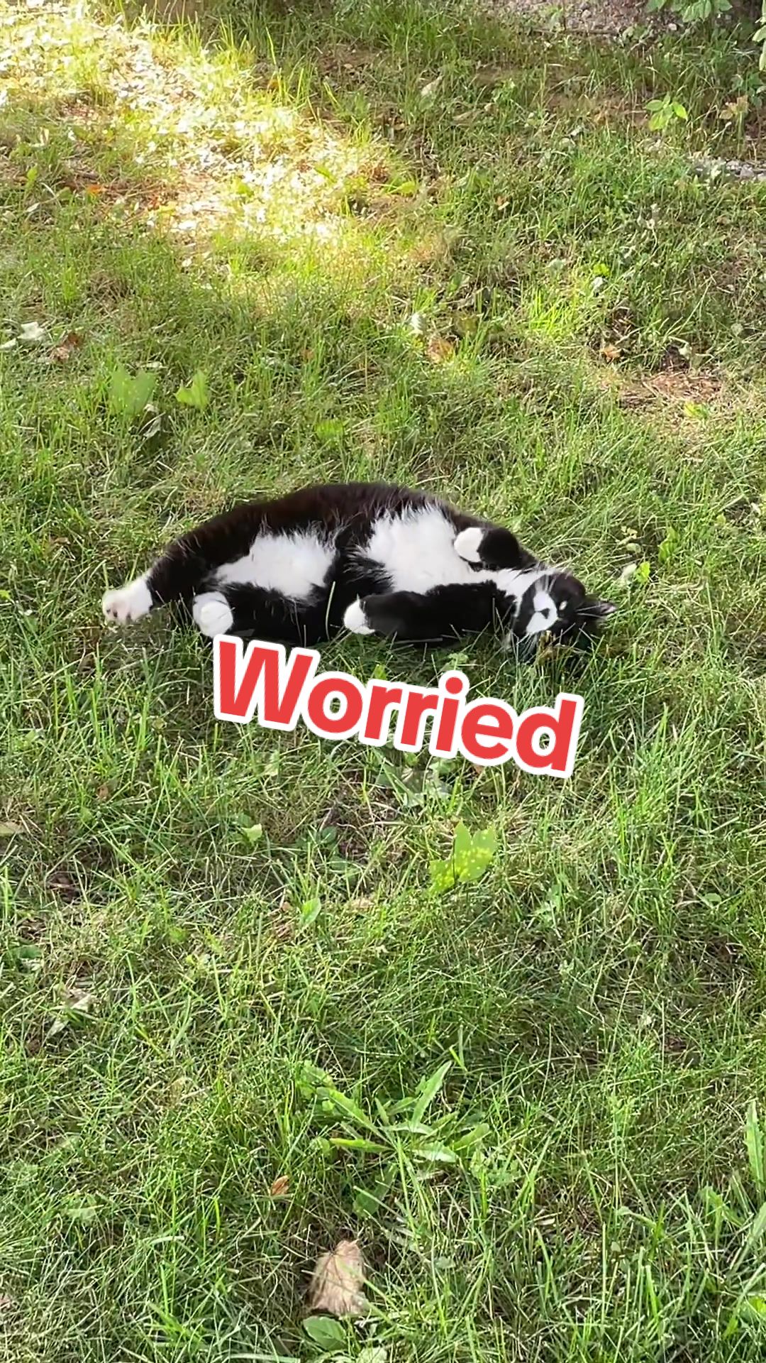 @Reznor_the_cat🪽