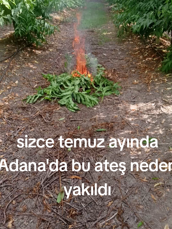 @gs aslan 🦁