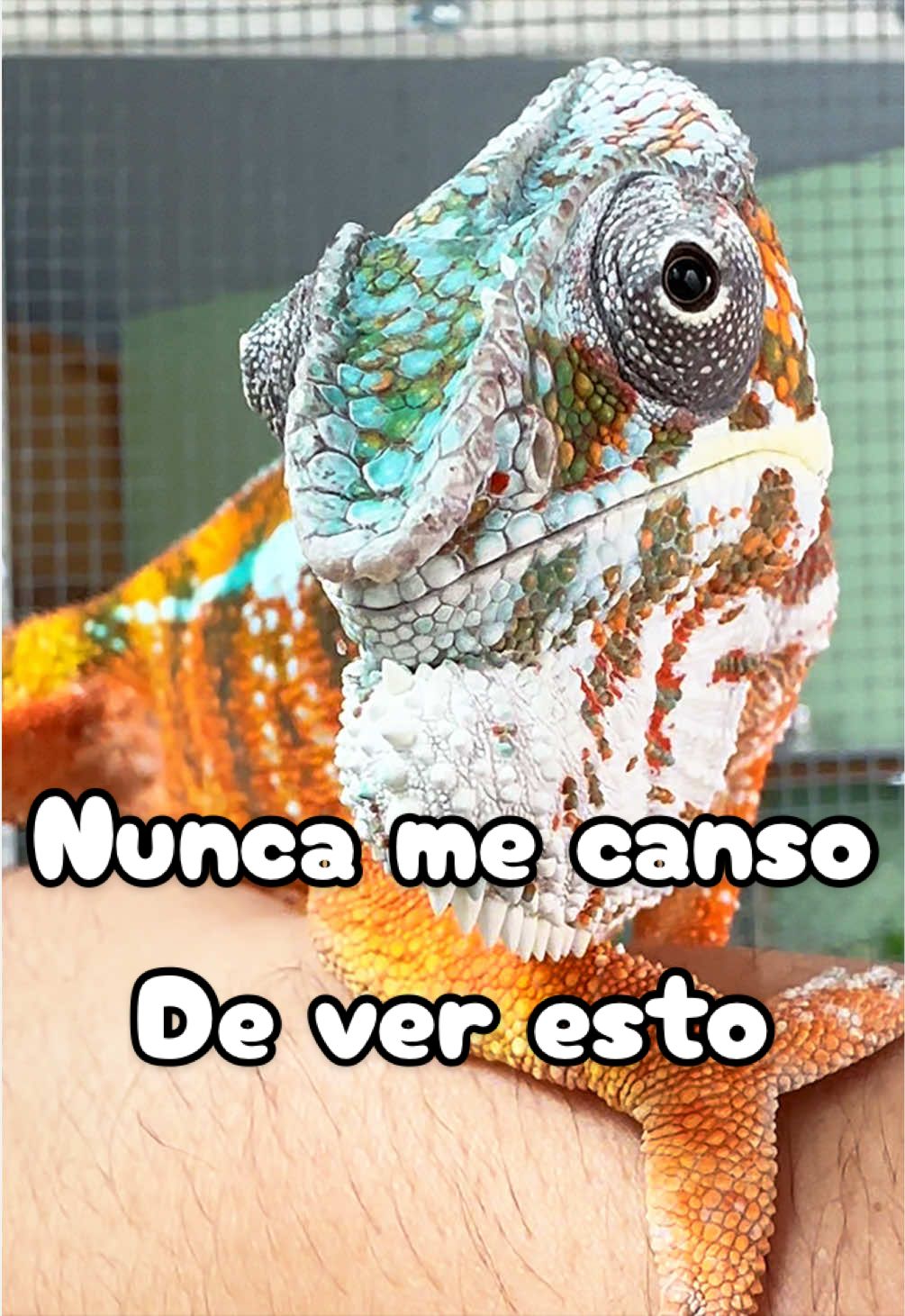 @ReptilMania