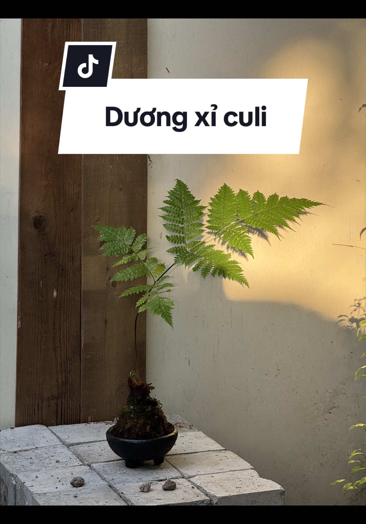 @Vuoncuakien