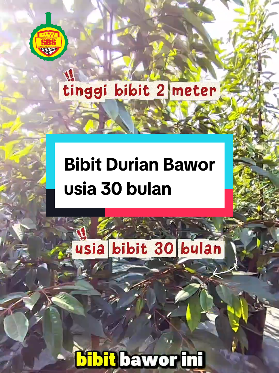 @Produksi Buah_SBS