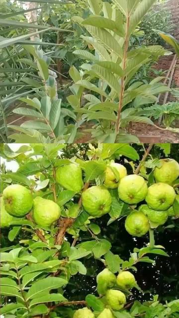 @ARI RADJA CHANNEL