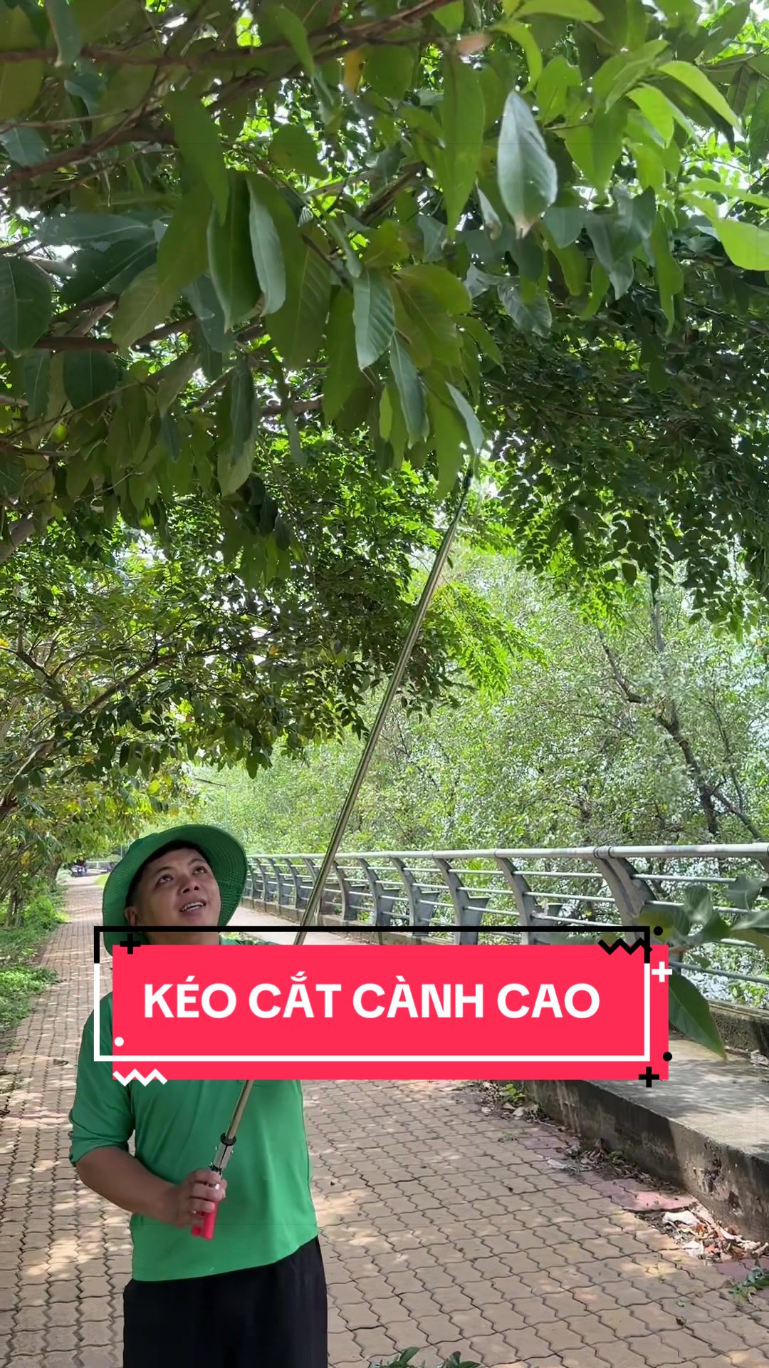@Cây Xanh Phong Hồng