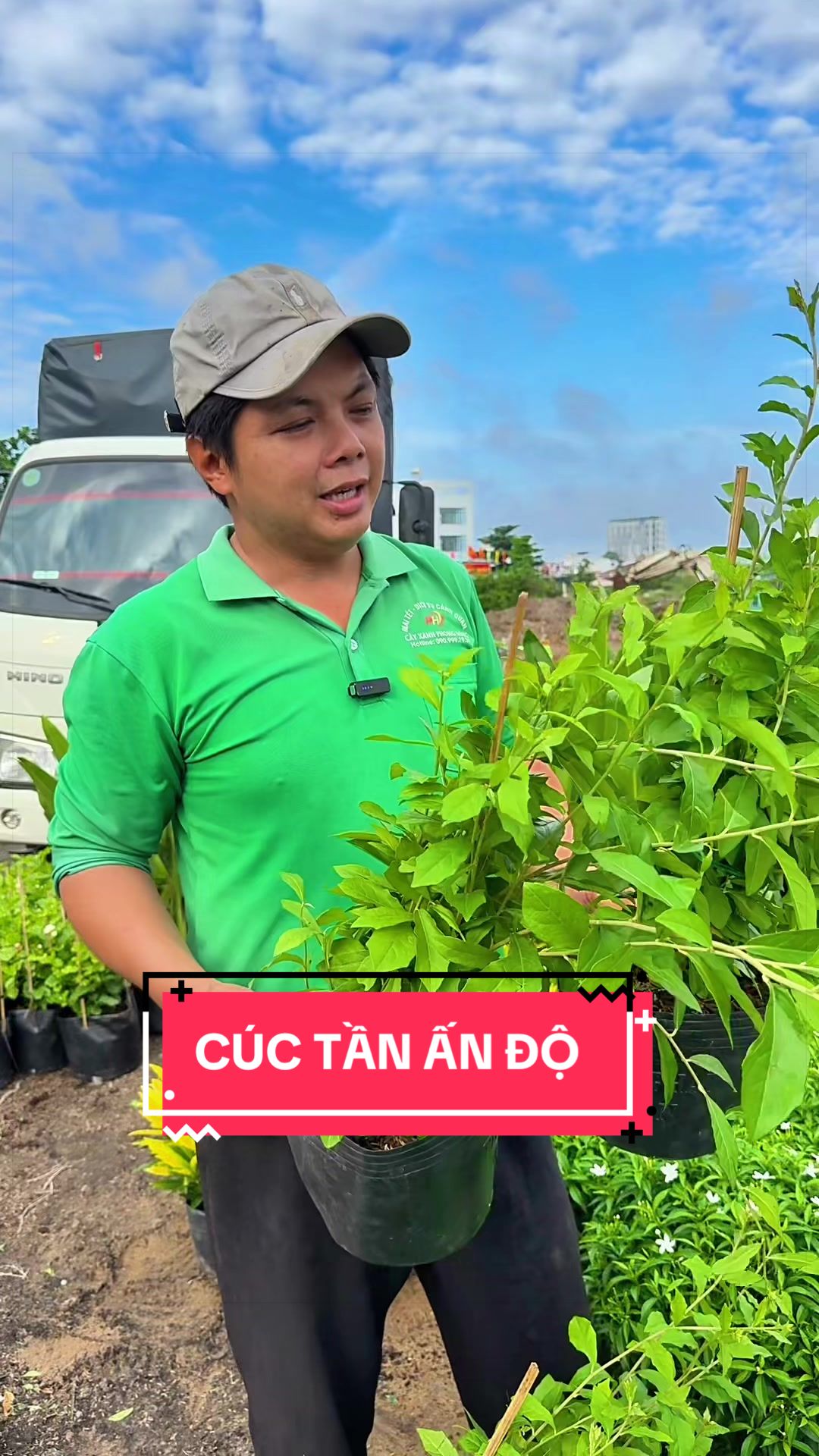 @C&acirc;y Xanh Phong Hồng