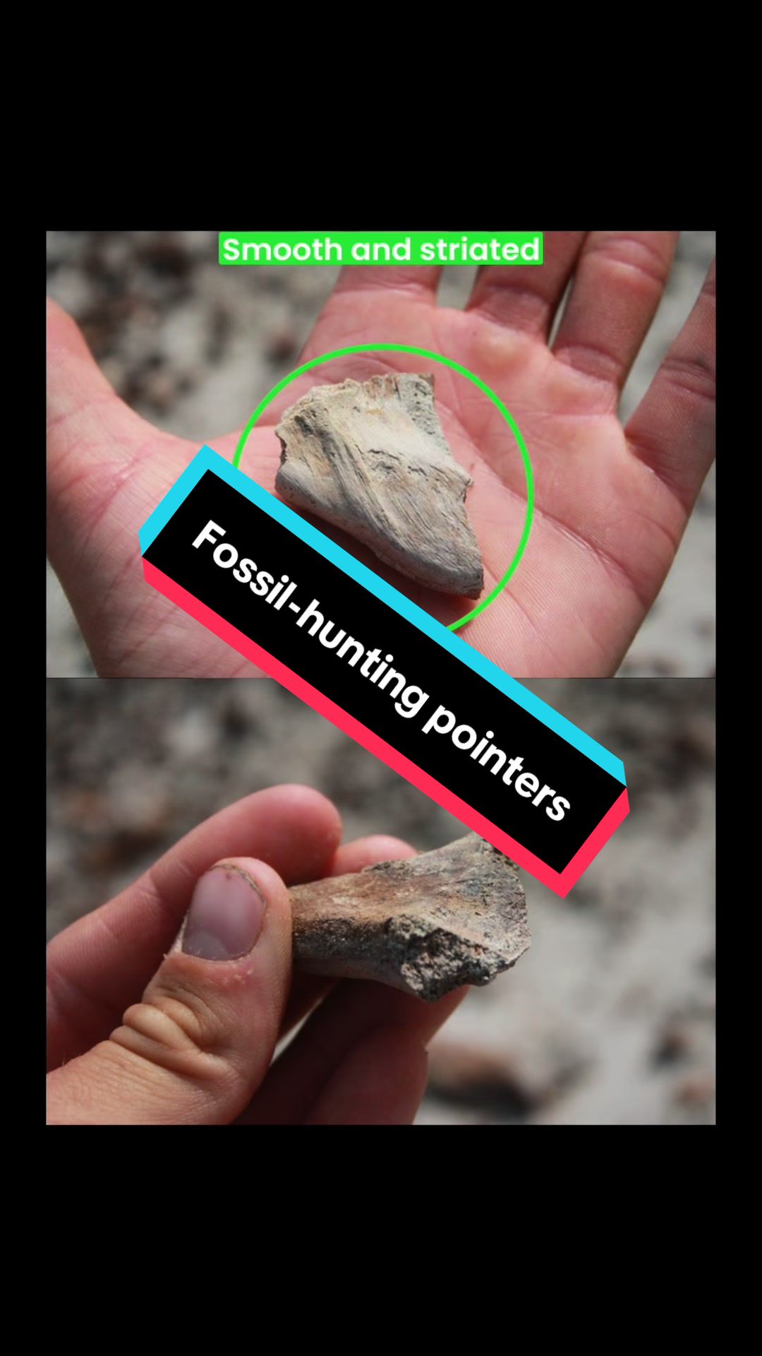 @Sarcastic_therapsid