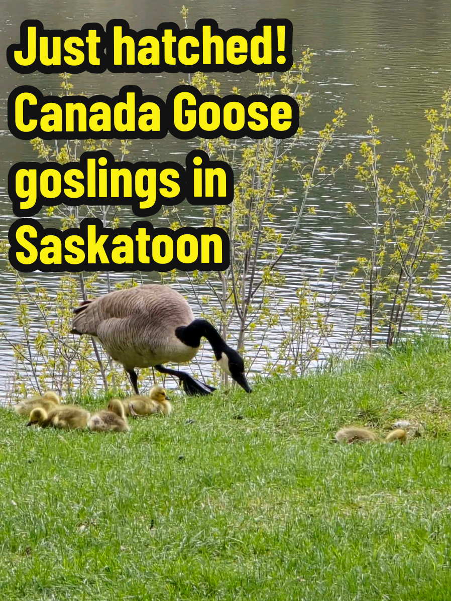 @Maygen / Sneaks YXE city guide