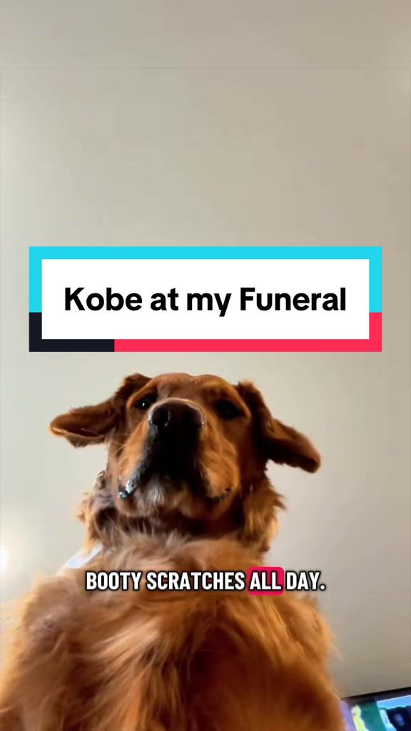@Air Bud Kobe 🇨🇦