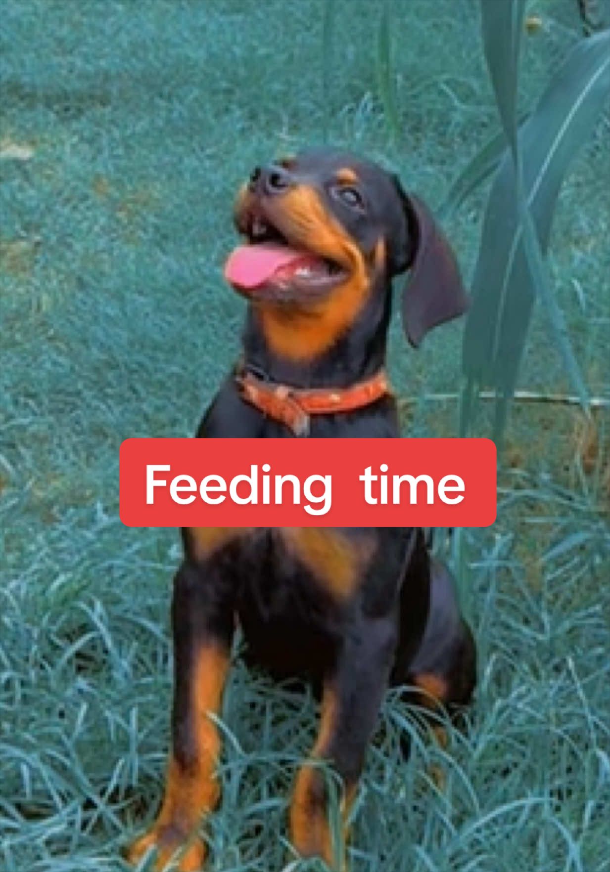 @Dog Master