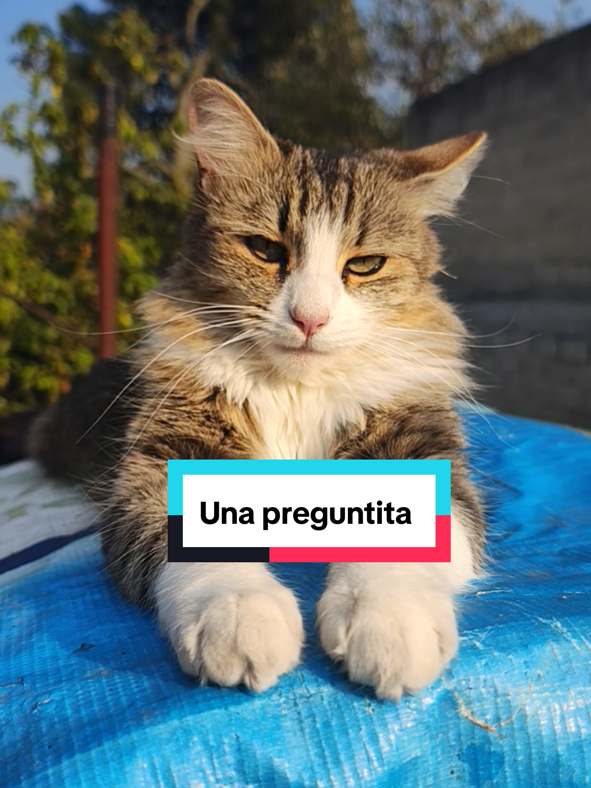 @Lunita🐱🌜