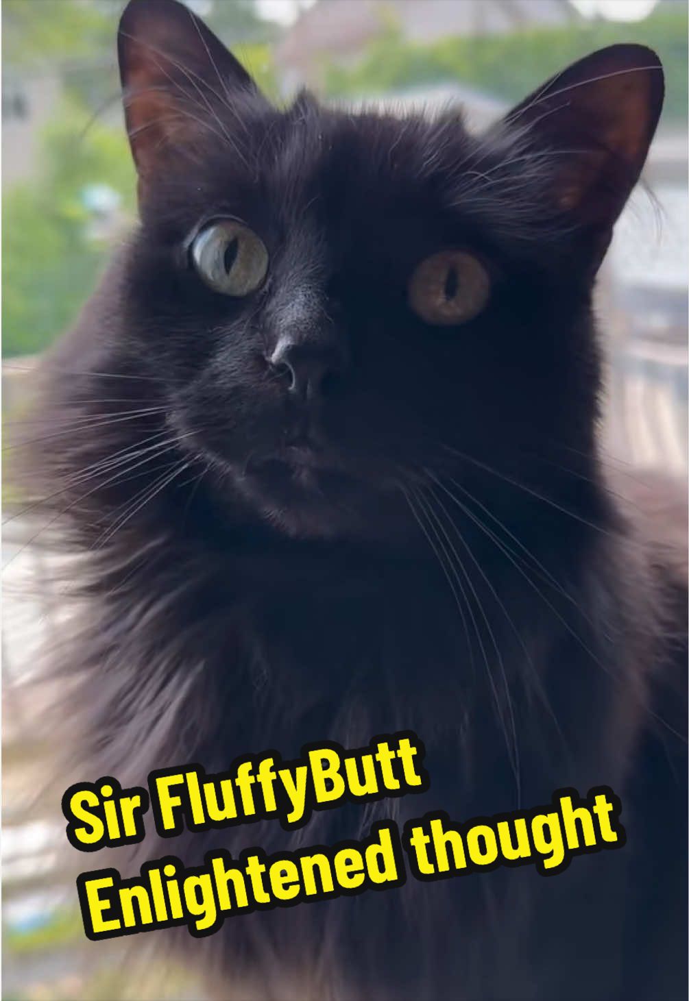 @Sir FluffyButt,the cat🇨🇦🇺🇦