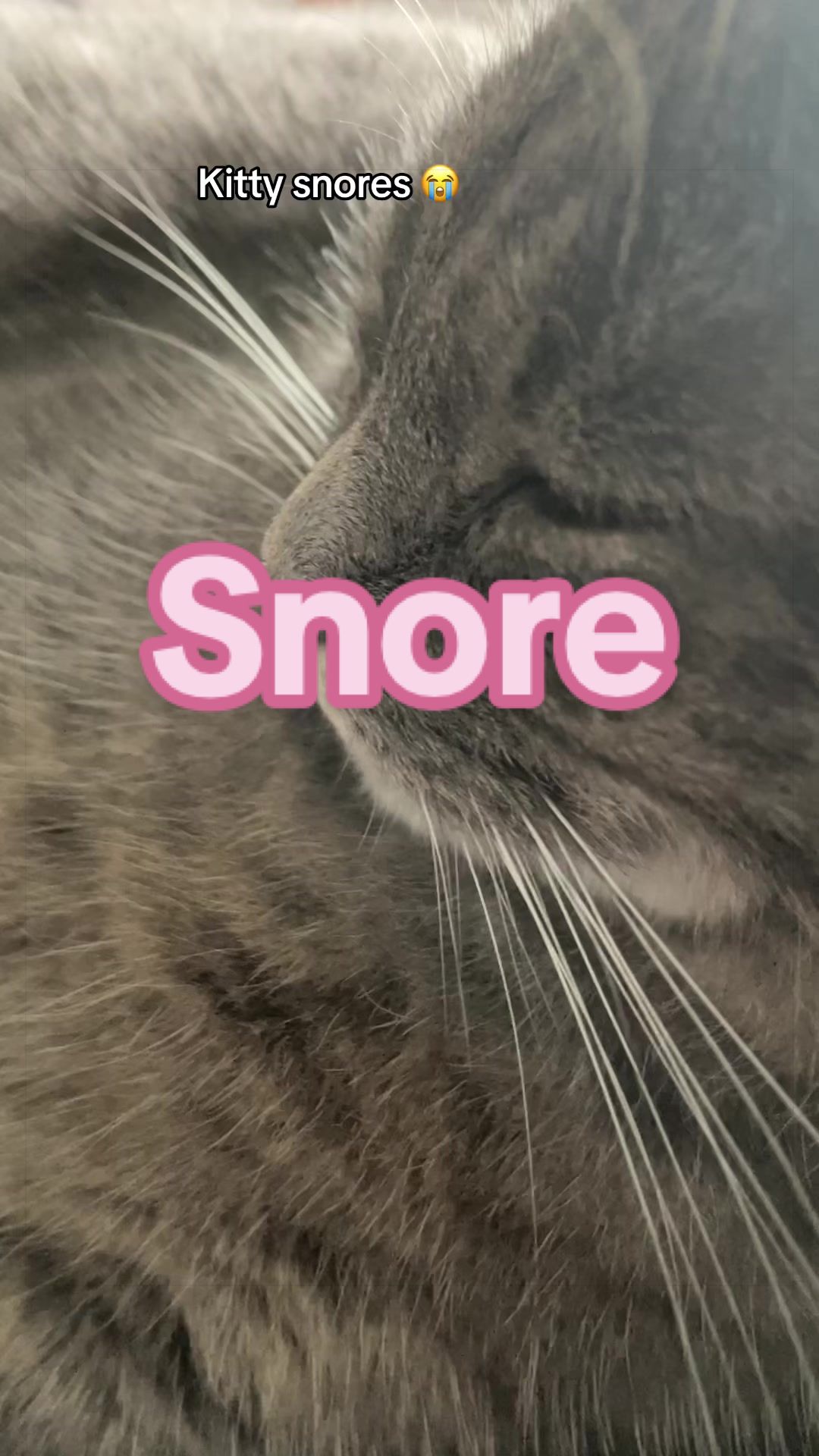 @Reznor_the_cat🪽