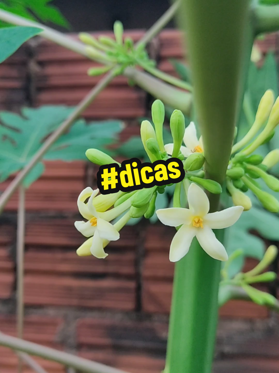 @natureza e saúde