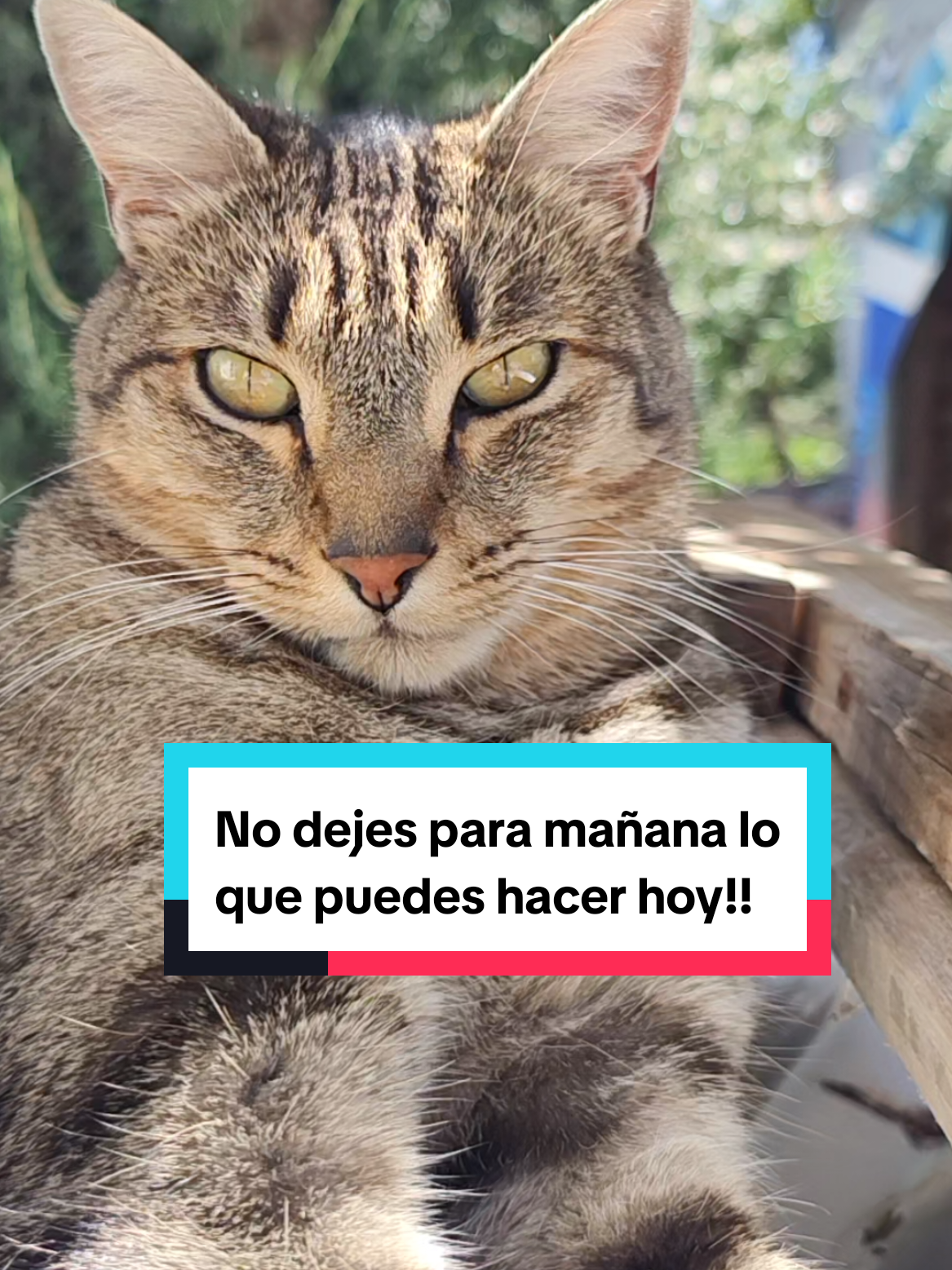 @Lunita🐱🌜