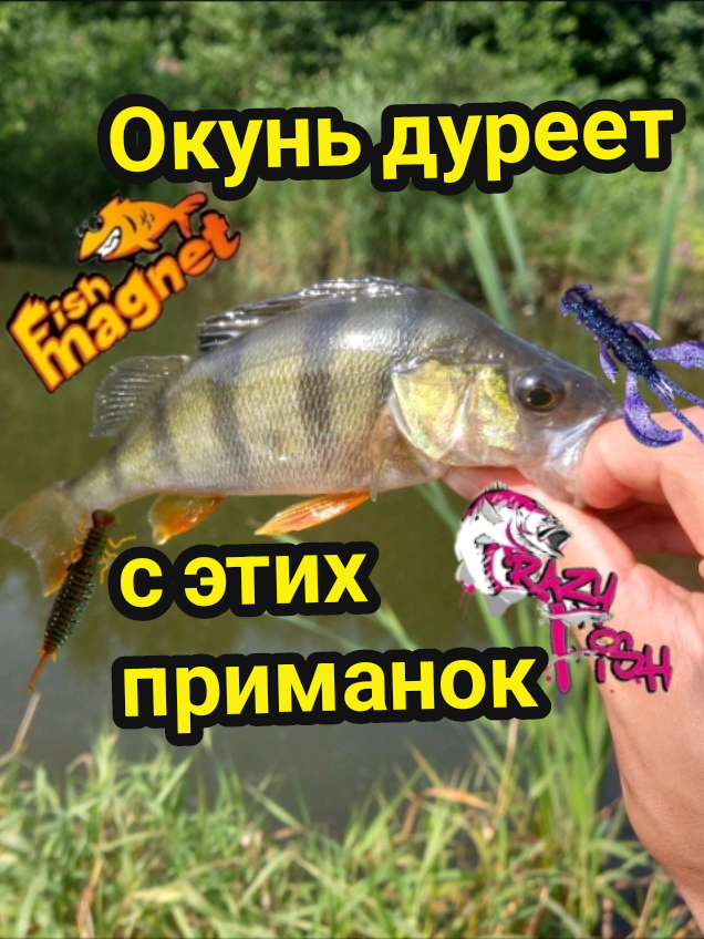 @TimaFish