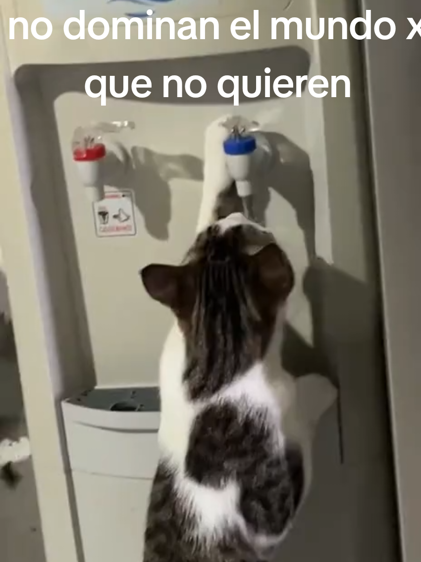 @carolinarojasdvaldes