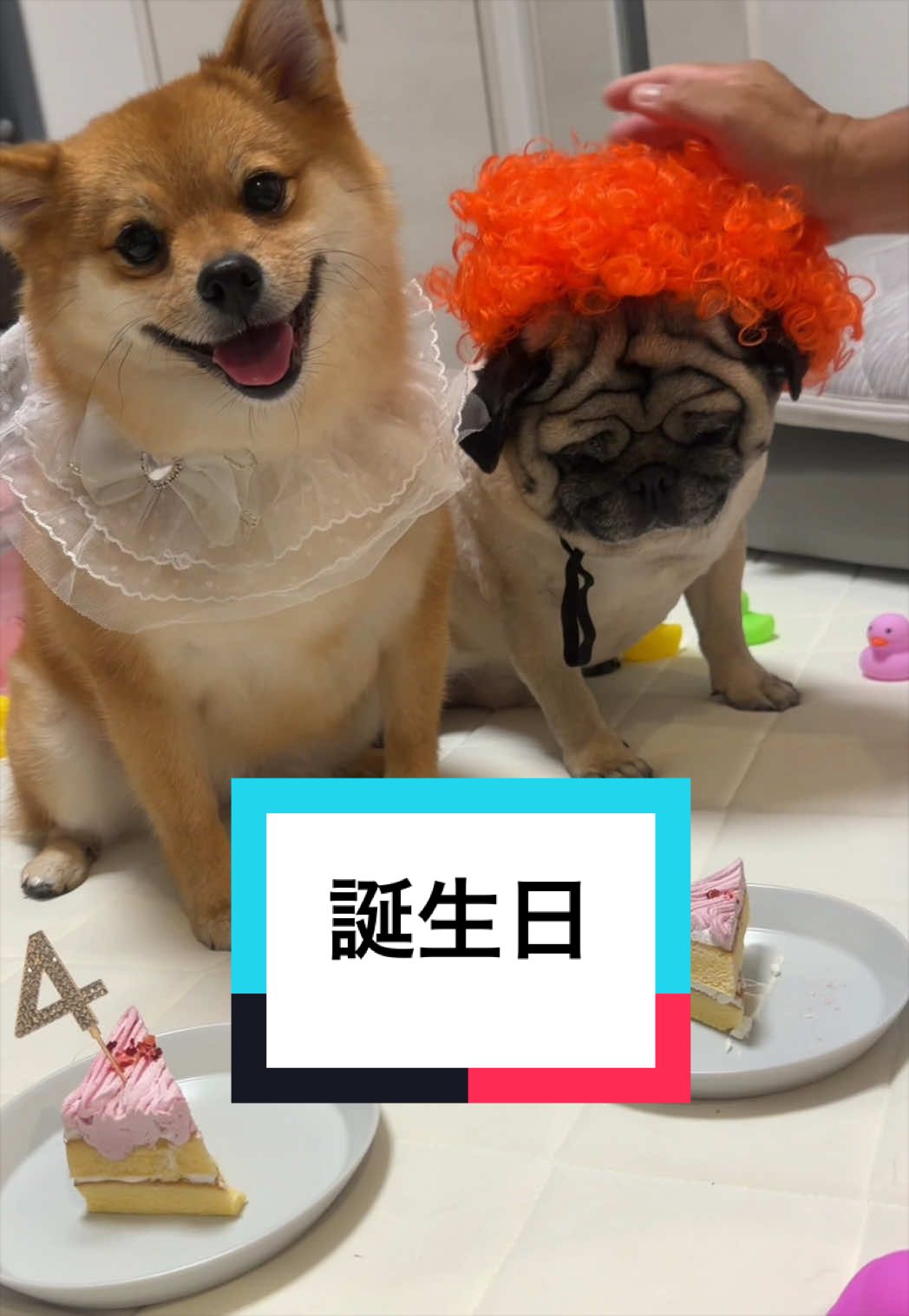 @🐶とん&ぺっぺこぺー🦊