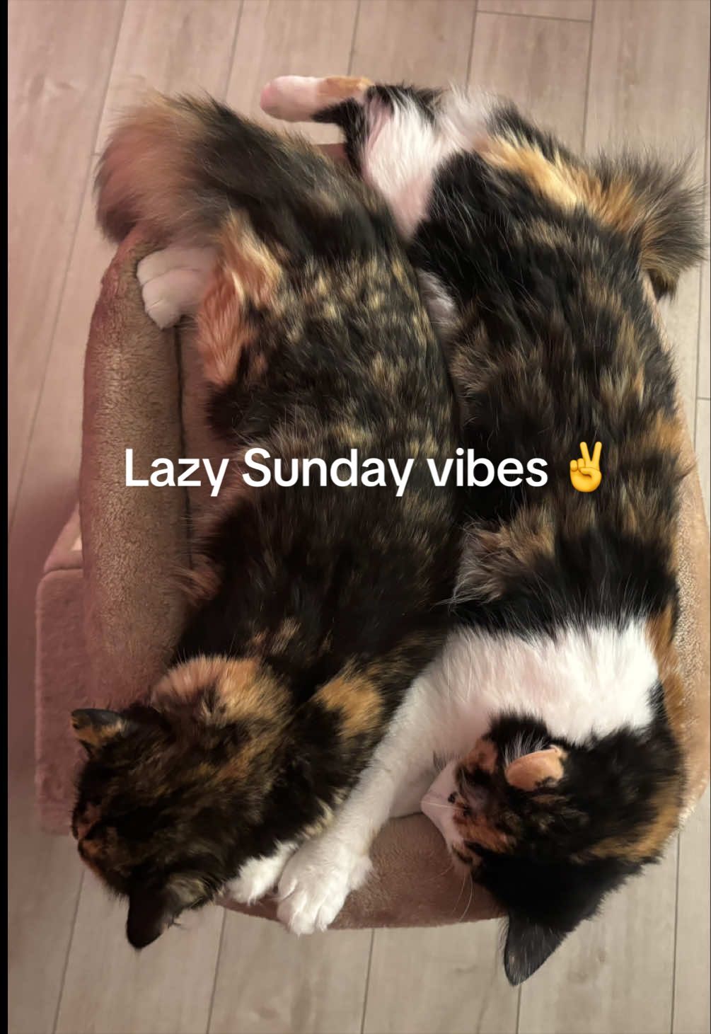 @two.calico.sisters