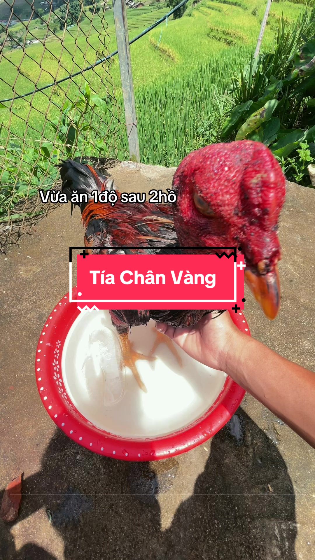 @Sinh gà Cỏ
