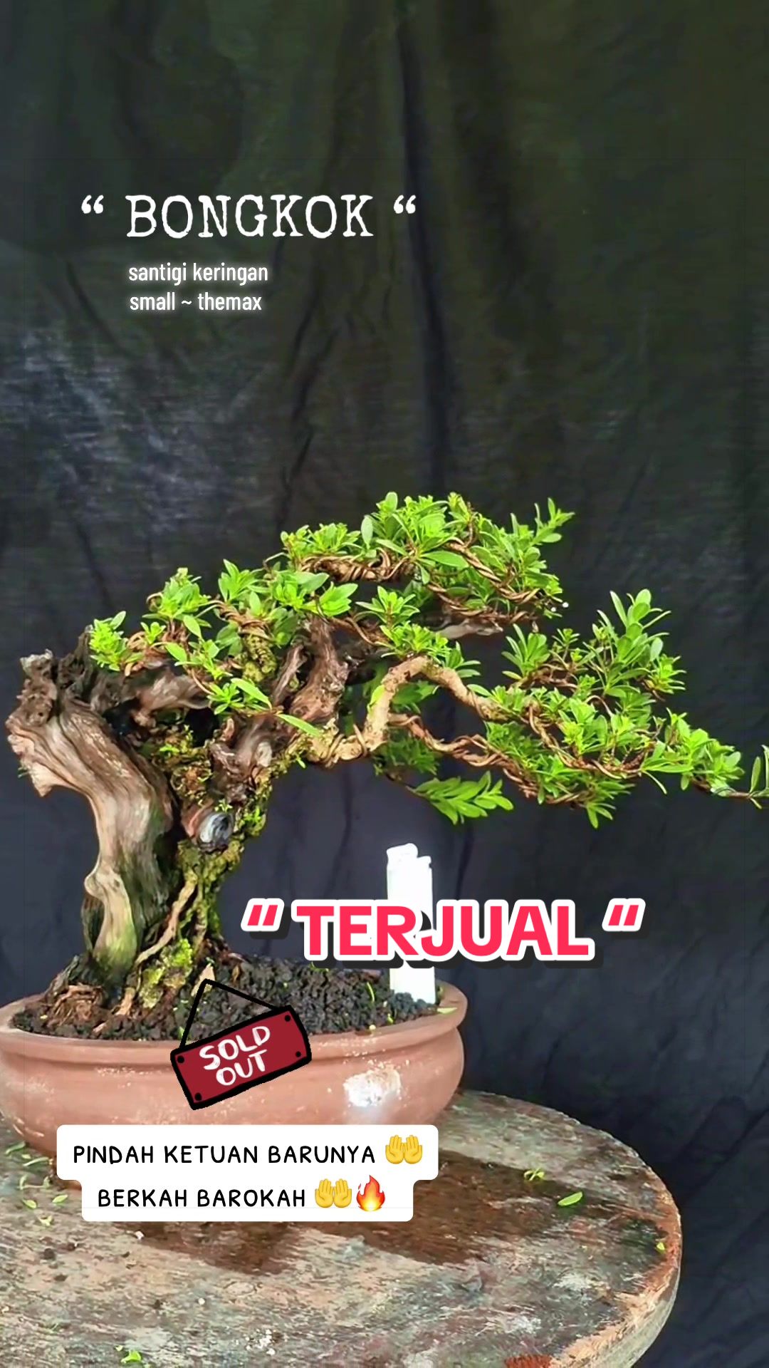@warbonsai_purwodadi