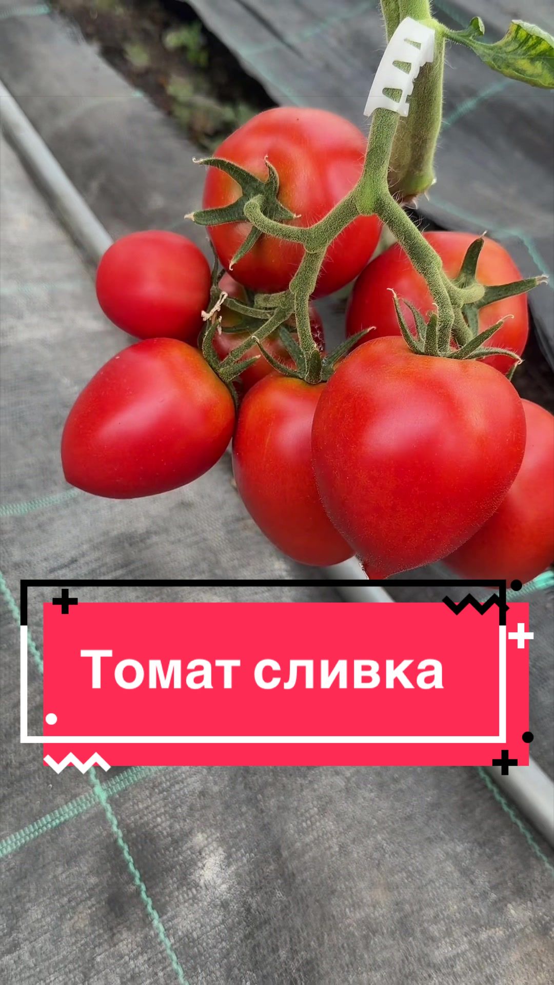 @Золотий Гектар|Насіння,Добрива