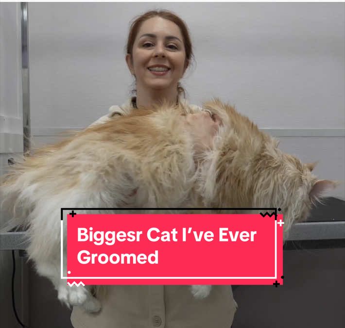@Girl With The Dogs