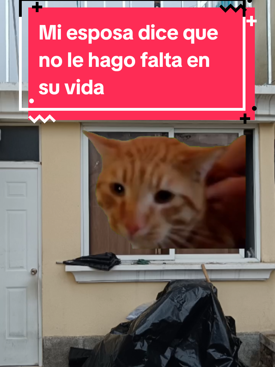 @eltigrejoseph🐯